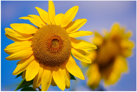 sonnenblume_passig_gemacht